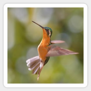 Hummingbird Acrobatics Sticker